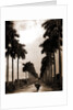 Avenue of Palms, Havana by Anonymous