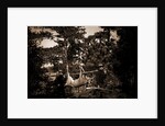 Hunting in the Adirondacks, Deer hunting by Anonymous