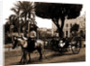 Cuban volanta, A by Anonymous