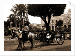 Cuban volanta, A by Anonymous