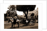 Cuban volanta, A by Anonymous