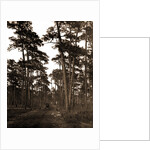 In the pine woods, Florida by Anonymous