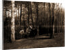 Pine woods by Anonymous