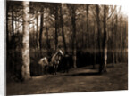 Pine woods by Anonymous