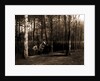 Pine woods by Anonymous