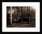 Pine woods by Anonymous