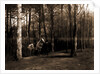 Pine woods by Anonymous