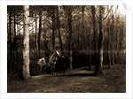Pine woods by Anonymous