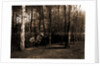 Pine woods by Anonymous