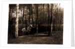Pine woods by Anonymous