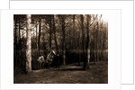 Pine woods by Anonymous