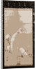 White monkeys, 1900 by Okio Maruyama