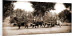 Mexican carreta, Chihuahua by Anonymous