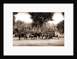 Mexican carreta, Chihuahua by Anonymous