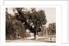 The Washington Elm, Cambridge by George Washington