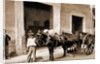 Un Mulo de la Habana by William Henry Jackson