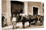 Un Mulo de la Habana by William Henry Jackson