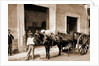 Un Mulo de la Habana by William Henry Jackson
