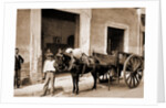 Un Mulo de la Habana by William Henry Jackson