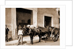 Un Mulo de la Habana by William Henry Jackson