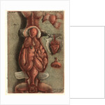 Dissection of a Lizard, Plate 15, 1756 by Jean-Baptiste André Gautier-Dagoty