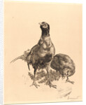 Pheasants, Rooster, and Hen (Faisons, Coq, et Poule), 1898 by Félix Bracquemond