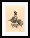 Pheasants, Rooster, and Hen (Faisons, Coq, et Poule), 1898 by Félix Bracquemond