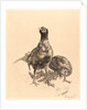 Pheasants, Rooster, and Hen (Faisons, Coq, et Poule), 1898 by Félix Bracquemond