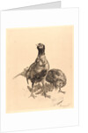 Pheasants, Rooster, and Hen (Faisons, Coq, et Poule), 1898 by Félix Bracquemond