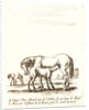 Jument qui donne a teter a son poulain, 1642-1645 by Stefano Della Bella