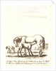 Jument qui donne a teter a son poulain, 1642-1645 by Stefano Della Bella