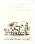 Jument qui donne a teter a son poulain, 1642-1645 by Stefano Della Bella