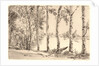 Aspens on the Bank of the Seine by Félix Bracquemond