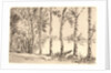 Aspens on the Bank of the Seine by Félix Bracquemond