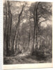 In the Forest or Tall Timber (En Forêt ou Haute Futaie), ca. 1851 by Karl Bodmer