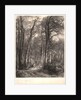 In the Forest or Tall Timber (En Forêt ou Haute Futaie), ca. 1851 by Karl Bodmer
