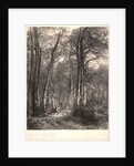 In the Forest or Tall Timber (En Forêt ou Haute Futaie), ca. 1851 by Karl Bodmer