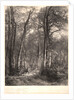 In the Forest or Tall Timber (En Forêt ou Haute Futaie), ca. 1851 by Karl Bodmer