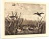 Teal (Sarcelles) by Félix Bracquemond