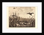 Teal (Sarcelles) by Félix Bracquemond