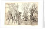 Willows (Les Saules des Mottiaux), 19th century by Félix Bracquemond