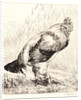 The Old Rooster (Le Vieux Coq) by Félix Bracquemond