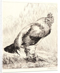 The Old Rooster (Le Vieux Coq) by Félix Bracquemond