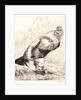 The Old Rooster (Le Vieux Coq) by Félix Bracquemond