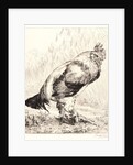The Old Rooster (Le Vieux Coq) by Félix Bracquemond