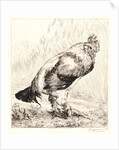 The Old Rooster (Le Vieux Coq) by Félix Bracquemond