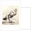 The Old Rooster (Le Vieux Coq) by Félix Bracquemond