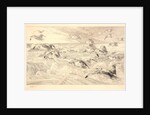 Sea Gulls (Les Mouettes) by Félix Bracquemond