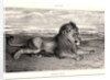 Lion de Perse, 1832? Lithograph. second or third. by Antoine-Louis Barye