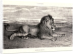 Lion de Perse, 1832? Lithograph. second or third. by Antoine-Louis Barye